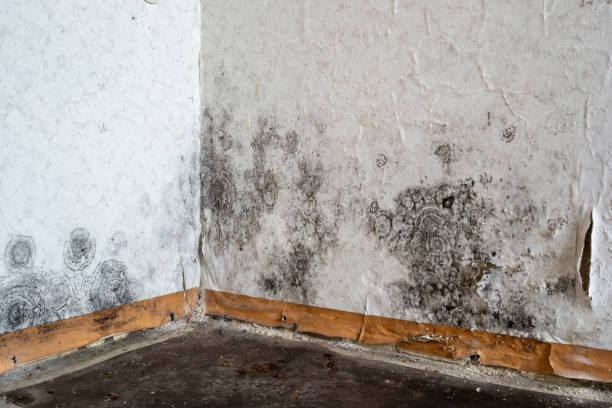 Best Mold Removal Near Me  in Camp Verde, AZ